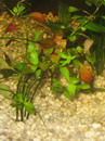Red Ludwigia